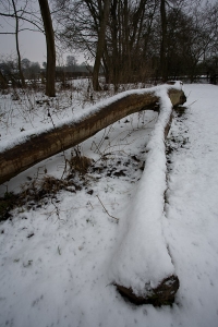 Dull snow photo